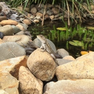 Amphibolurus muricatus at Illilanga & Baroona - 13 Jan 2017 03:01 PM