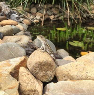 Amphibolurus muricatus (Jacky Lizard) at Michelago, NSW - 13 Jan 2017 by Illilanga