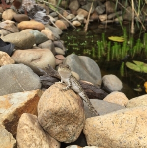 Amphibolurus muricatus at Illilanga & Baroona - 13 Jan 2017