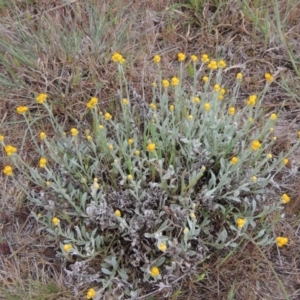 Chrysocephalum apiculatum at Theodore, ACT - 19 Oct 2017 06:44 PM