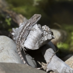 Amphibolurus muricatus at Illilanga & Baroona - 13 Oct 2017