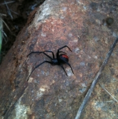 Latrodectus hasselti (Redback Spider) at Michelago, NSW - 29 May 2011 by Illilanga
