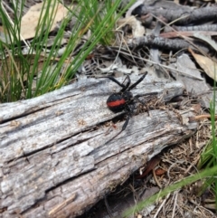 Latrodectus hasselti (Redback Spider) at Michelago, NSW - 31 Jan 2015 by Illilanga