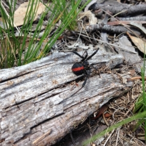 Latrodectus hasselti at Michelago, NSW - 31 Jan 2015 01:00 PM