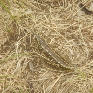 Monistria concinna at Cotter River, ACT - 24 Oct 2017 01:55 PM