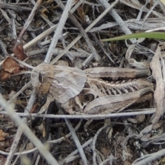 Perunga ochracea at Theodore, ACT - 19 Oct 2017 05:07 PM