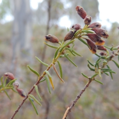 Dillwynia phylicoides (A Parrot-pea) at Theodore, ACT - 19 Oct 2017 by michaelb