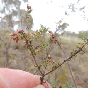 Dillwynia phylicoides at Theodore, ACT - 19 Oct 2017 06:28 PM