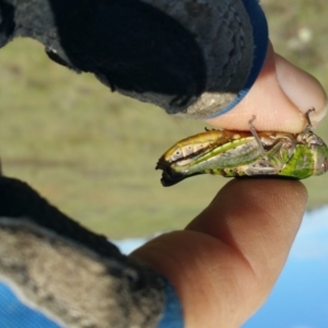 Perunga ochracea at Molonglo River Reserve - 25 Oct 2017 09:02 AM