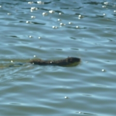 Hydromys chrysogaster (Rakali or Water Rat) at Canberra, ACT - 19 May 2010 by Christine