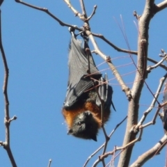 Pteropus poliocephalus (Grey-headed Flying-fox) at Commonwealth & Kings Parks - 19 May 2010 by Christine