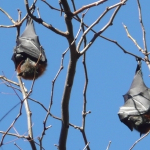 Pteropus poliocephalus at Parkes, ACT - 19 May 2010