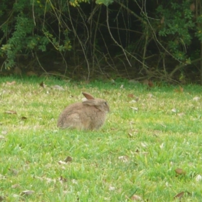 Oryctolagus cuniculus (European Rabbit) at Commonwealth & Kings Parks - 10 Jul 2010 by Christine