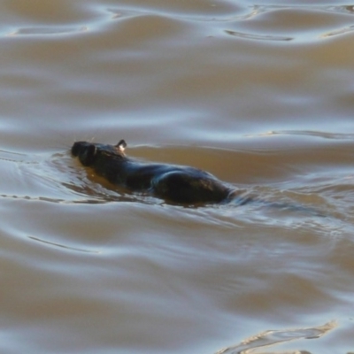 Hydromys chrysogaster (Rakali or Water Rat) at Belconnen, ACT - 17 Jul 2010 by Christine