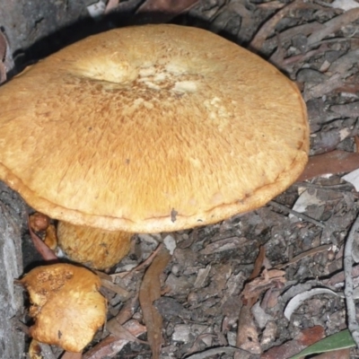 Gymnopilus junonius (Spectacular Rustgill) at ANBG - 4 Jun 2010 by Christine