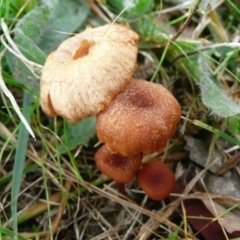 Laccaria sp. (Laccaria) at Umbagong District Park - 6 Jun 2010 by Christine