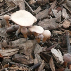 zz agaric (stem; gills white/cream) at Commonwealth & Kings Parks - 10 Jul 2010 by Christine