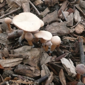 zz agaric (stem; gills white/cream) at Parkes, ACT - 10 Jul 2010 01:06 PM