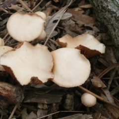 zz agaric (stem; gills white/cream) at Parkes, ACT - 10 Jul 2010 01:06 PM