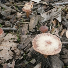 zz agaric (stem; gills white/cream) at Parkes, ACT - 10 Jul 2010 01:06 PM