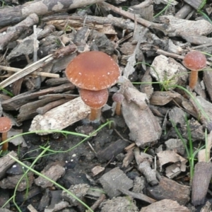 zz agaric (stem; gills white/cream) at Parkes, ACT - 10 Jul 2010 01:06 PM