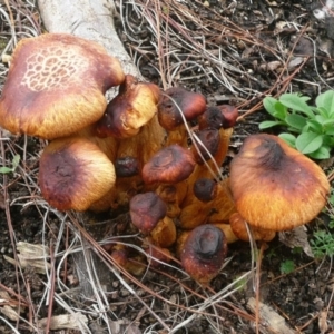 Gymnopilus junonius at Parkes, ACT - 10 Jul 2010