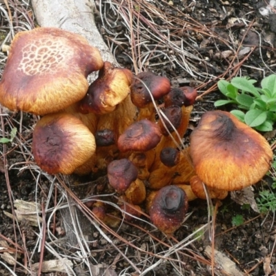 Gymnopilus junonius (Spectacular Rustgill) at Commonwealth & Kings Parks - 10 Jul 2010 by Christine