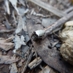 Araneus dimidiatus at Belconnen, ACT - 10 Oct 2017 01:44 PM