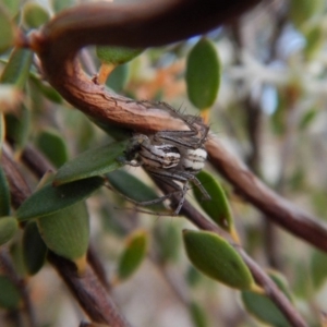 Oxyopes sp. (genus) at Belconnen, ACT - 9 Oct 2017