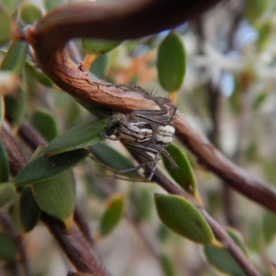 Oxyopes sp. (genus) (Lynx spider) at Belconnen, ACT - 9 Oct 2017 by CathB