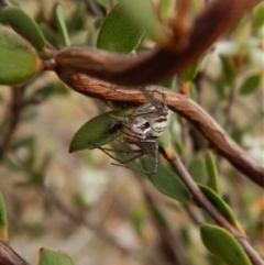 Oxyopes sp. (genus) at Belconnen, ACT - 9 Oct 2017 04:57 PM