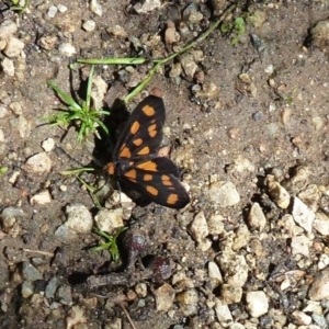 Asura cervicalis at Acton, ACT - 4 Feb 2012