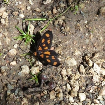 Asura cervicalis (Spotted Lichen Moth) at ANBG - 3 Feb 2012 by Christine