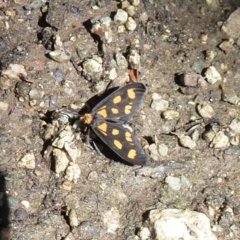 Asura cervicalis at Acton, ACT - 4 Feb 2012