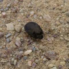 Cydnidae sp. (family)#cnm2 (Unidentified burrower bug) at Stromlo, ACT - 7 Feb 2012 by Christine