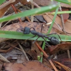 Myrmecia pyriformis (A Bull ant) at Belconnen, ACT - 10 Feb 2012 by Christine