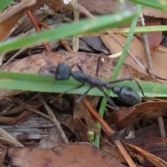 Myrmecia pyriformis (A Bull ant) at Belconnen, ACT - 11 Feb 2012 by Christine