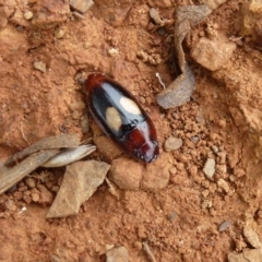 Sphallomorpha sp. (genus) (Unidentified Sphallomorpha ground beetle) at Belconnen, ACT - 11 Feb 2012 by Christine