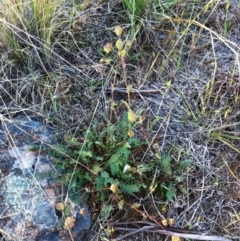 Sanguisorba minor at Hughes, ACT - 24 Oct 2017 07:15 PM