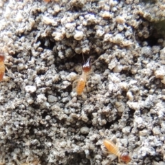 Nasutitermes exitiosus (Snouted termite, Gluegun termite) at Tuggeranong Hill - 19 Oct 2017 by michaelb
