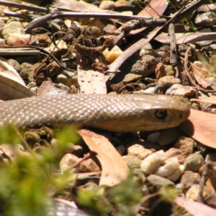 Pseudonaja textilis (Eastern Brown Snake) at ANBG - 25 Oct 2017 by MatthewFrawley