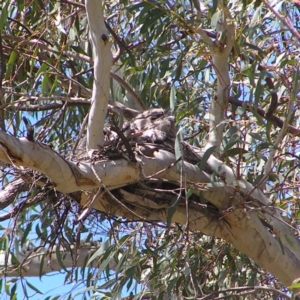 Podargus strigoides at Acton, ACT - 25 Oct 2017 11:07 AM