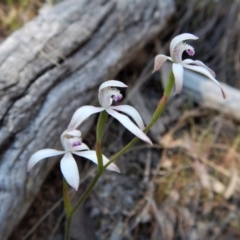 Caladenia ustulata (Brown Caps) at Aranda, ACT - 23 Oct 2017 by CathB