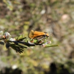 Philobota undescribed species near arabella (A concealer moth) at Belconnen, ACT - 14 Oct 2017 by CathB