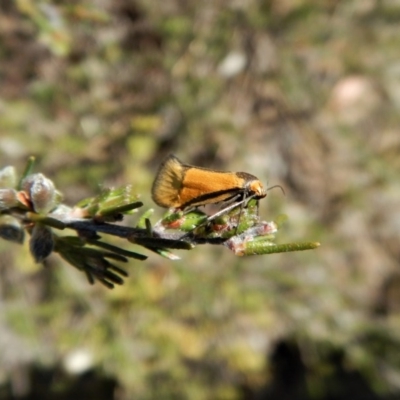 Philobota undescribed species near arabella (A concealer moth) at Belconnen, ACT - 14 Oct 2017 by CathB