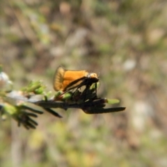 Philobota undescribed species near arabella at Belconnen, ACT - 15 Oct 2017