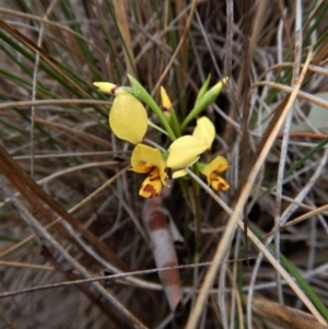 Diuris nigromontana at Cook, ACT - 8 Oct 2017