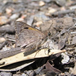 Trapezites phigalia at Point 4999 - 25 Oct 2017