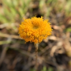 Leptorhynchos squamatus at Belconnen, ACT - 9 Oct 2017