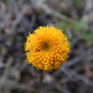 Leptorhynchos squamatus at Belconnen, ACT - 9 Oct 2017